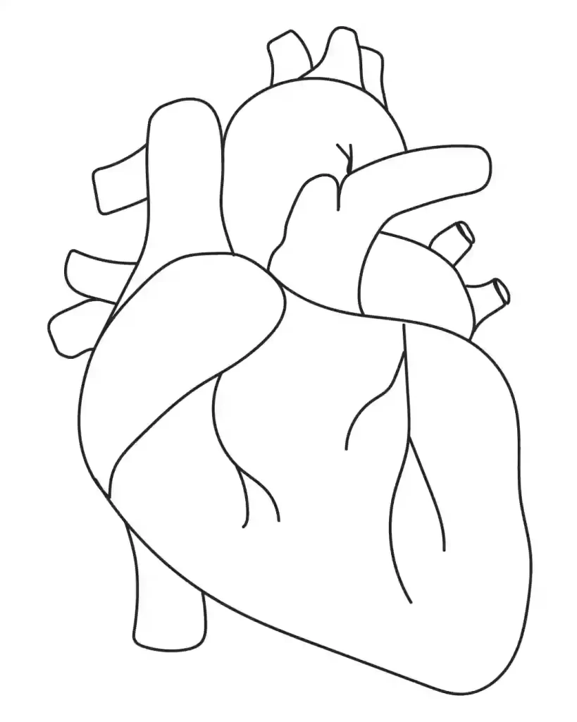 how-to-draw-human-heart-in-simple-steps