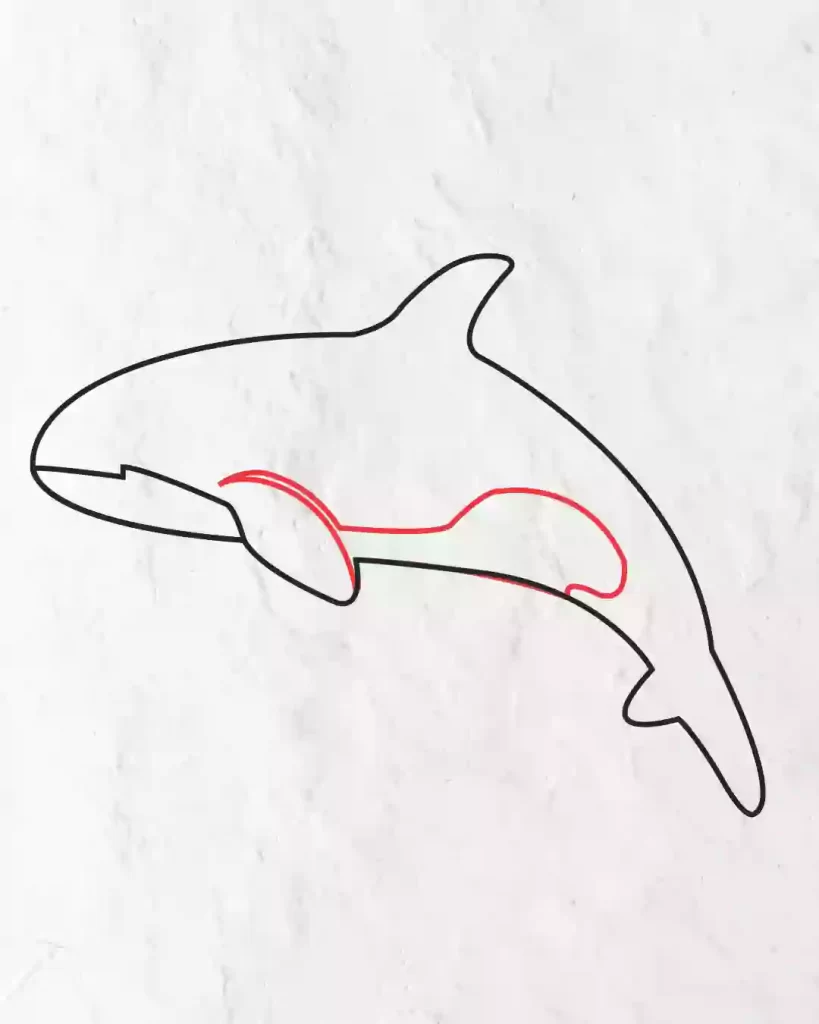 how-to-draw-orca-in-simple-and-easy-step-by-step-guide