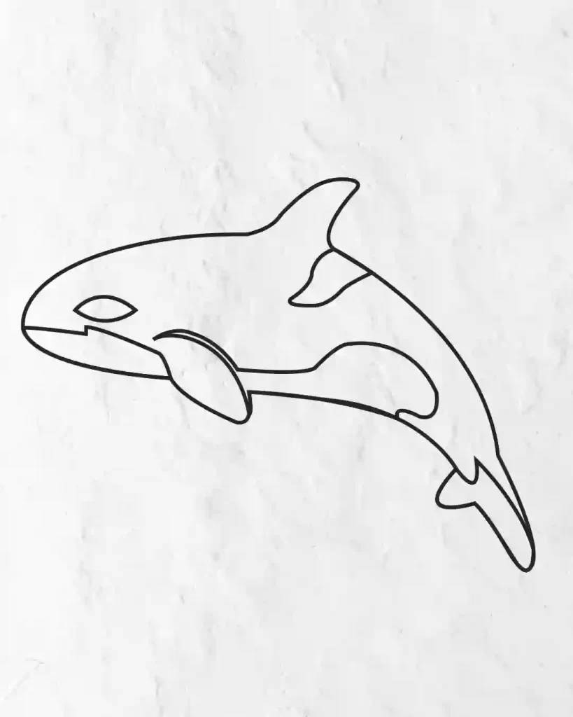 how-to-draw-orca-in-simple-and-easy-step-by-step-guide