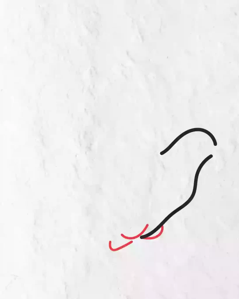 how-to-draw-pigeon-in-simple-and-easy-step-by-step-guide